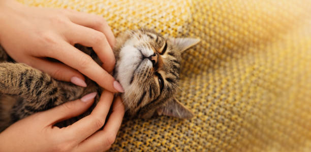 istock Woman with her cute pet at home, space for text. Banner design 1347049659