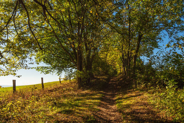 istock Landscape with path and trees near Hohen Demzin, Germany 1347049718