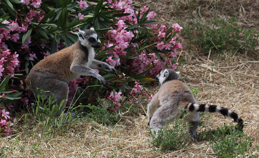 Cute lemurs playing among the flowers in the zoo