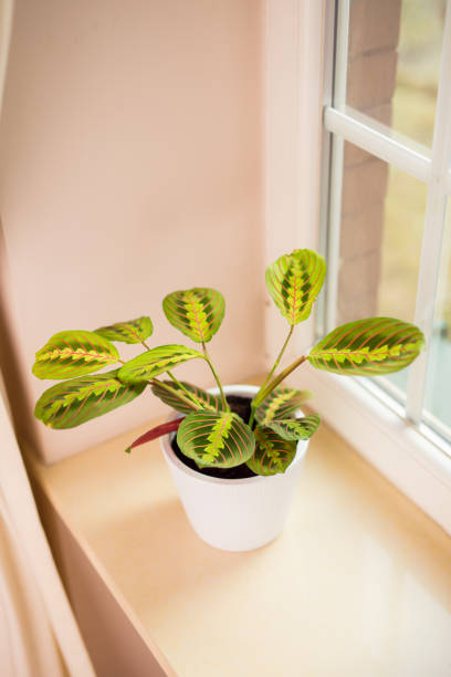istock Plant on a window sill in a domestic room 1347050859