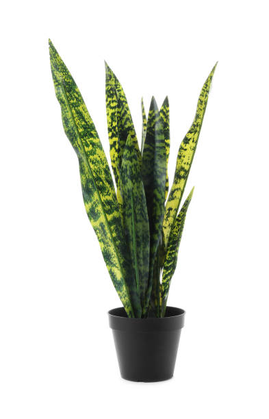istock Beautiful artificial plant in flower pot isolated on white 1347050903