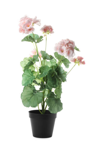 istock Beautiful artificial plant in flower pot isolated on white 1347051040