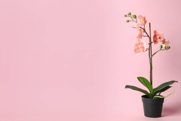 istock Beautiful artificial plant in flower pot on pink background, space for text 1347051308