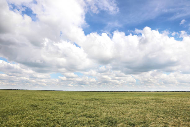 istock Agricultural field with ripening cereal crop on cloudy day 1347051339