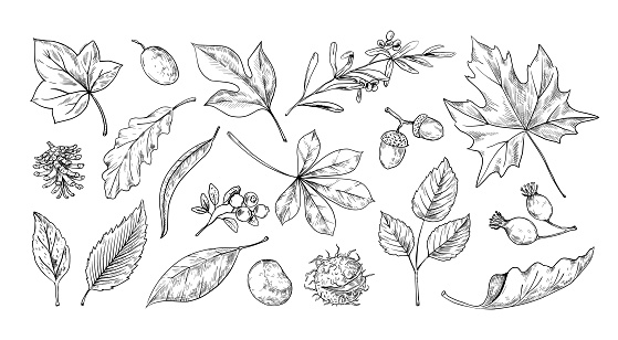 Autumn leaves sketch. Hand drawn fall foliage of chestnut, maple and oak. Botanical herbarium collection. Acorns and rosehip berry. Natural engraving elements set. Vector isolated plants