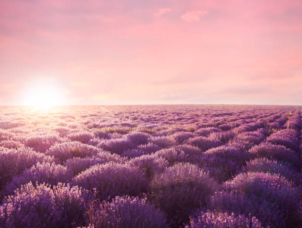 istock Beautiful blooming lavender in field on summer day at sunset 1347052513