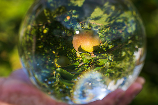 Close up macro view of hand holding crystal ball with inverted image of apple tree. Sweden.