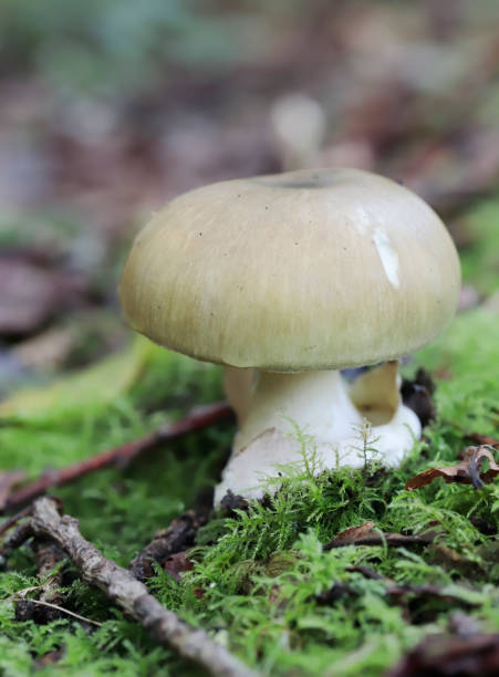 데드 캡 버섯 (아마니타 플라로이드) - 알광대버섯 뉴스 사진 이미지