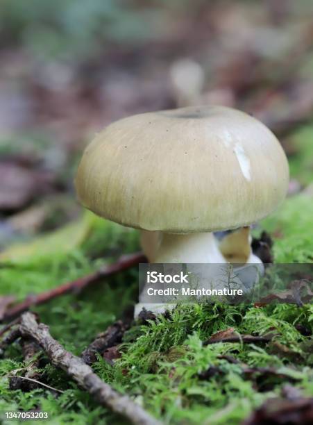 Dead Cap Mushroom Stock Photo - Download Image Now - Amanita Phalloides, Amanita, Autumn
