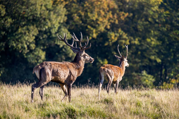 istock Group of young male red deer 1347053309