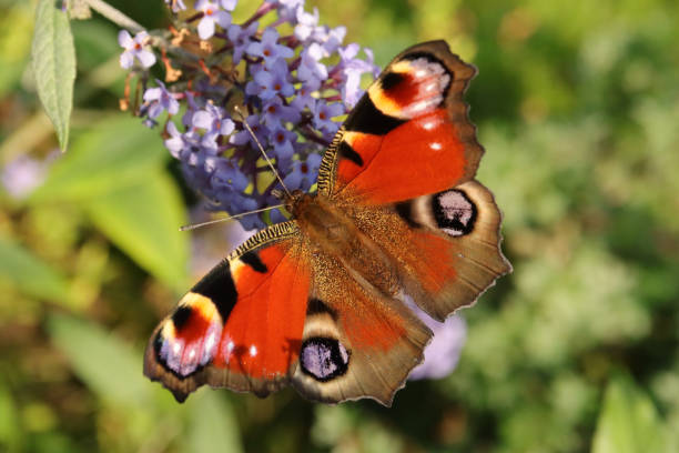 istock Peacock of the day (Aglais io) 1347053487