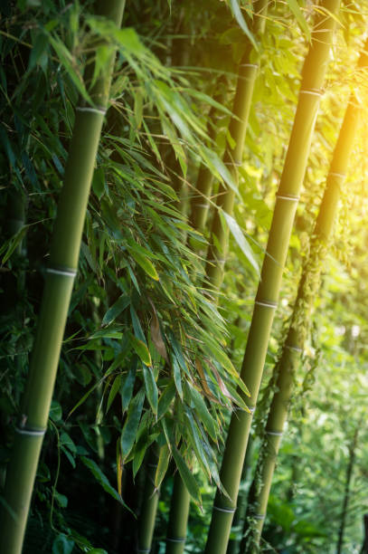 бамбуковый лес на солнце - bamboo zen like buddhism spa treatment стоковые фото и изображения