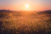 istock blooming meadow of flowers at sunrise 1347053539