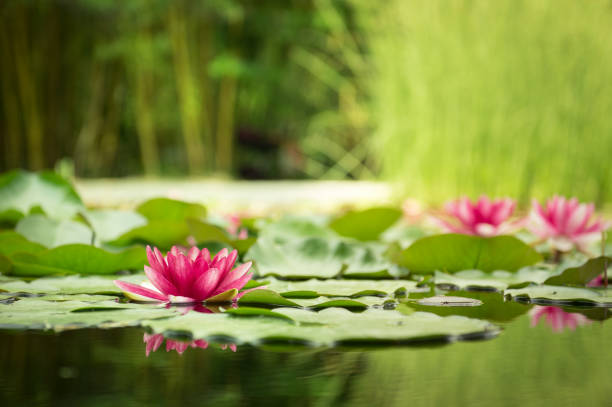 the water lily is white and pink, the nymphaea alba. water plants are reflected in the forest lake. - water lotus imagens e fotografias de stock