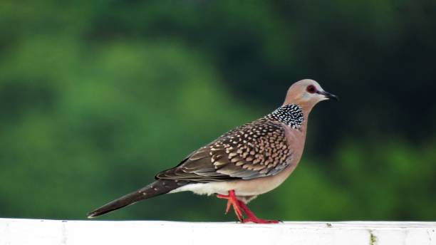 istock Spotted dove or Spilopelia chinensis bird sitting on wall 1347053721