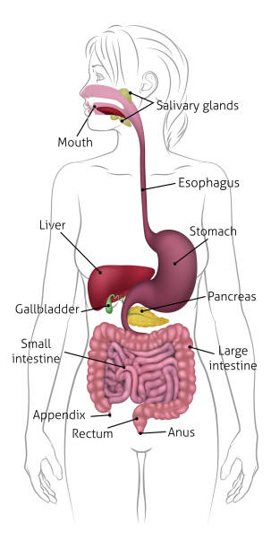 menschliches verdauungssystem frau anatomie diagramm - medizinische zeichnung stock-grafiken, -clipart, -cartoons und -symbole