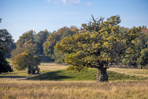 istock Old oak tree and a bronze age burial hill 1347054733