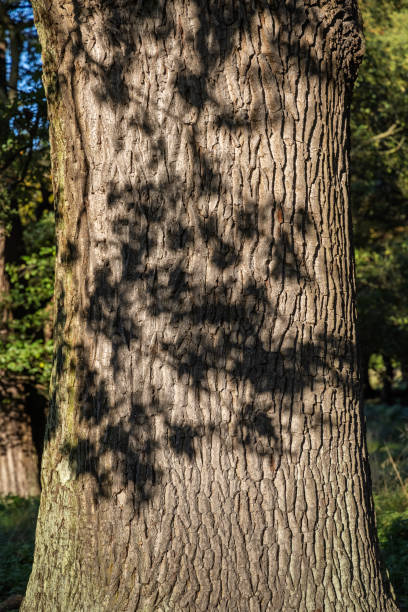 istock Shadows of leaves on a oak tree trunk 1347055336