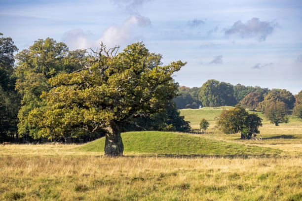 istock Old oak tree and a bronze age burial hill 1347055397