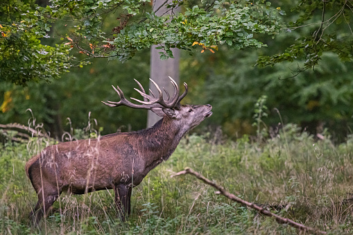 A majestic 9-point buck stands proudly amidst the quiet woodland, a regal presence in the heart of St. Andrews State Park.