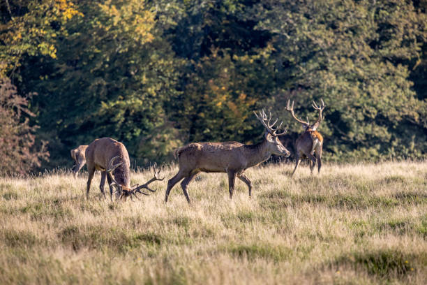 istock Group of young male red deer 1347055863