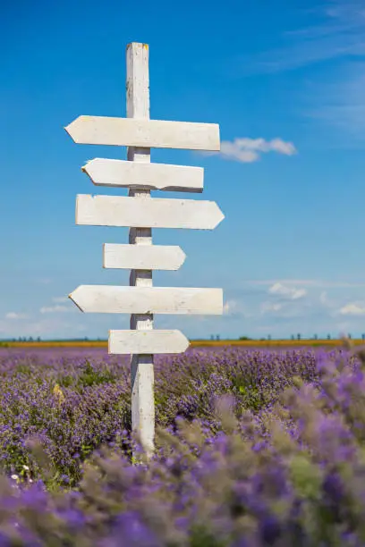 Photo of Wooden indicator in a lavender field, white wooden sign, wooden pointer