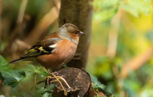 Common chaffinch (male) perched on branch. Fringilla coelebs.