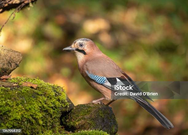 Jay Stock Photo - Download Image Now - Eurasian Jay, Jay, Feather
