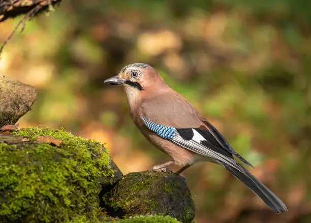 Eurasian Jay perching in Autumn sunshine. Garrulus glandarius.