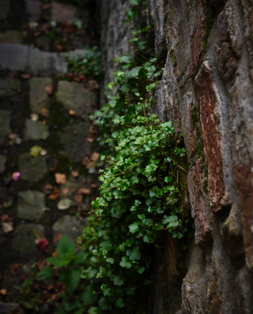 Climbing plant with on old brick wall, selective depth of field
