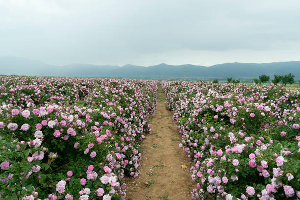 The rose fields in the Thracian Valley near Kazanlak The rose fields in the Thracian Valley near Kazanlak rose valley stock pictures, royalty-free photos & images