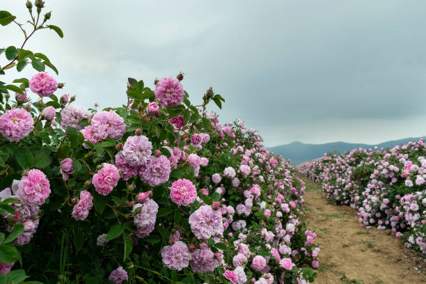 The rose fields in the Thracian Valley near Kazanlak The rose fields in the Thracian Valley near Kazanlak rose valley stock pictures, royalty-free photos & images