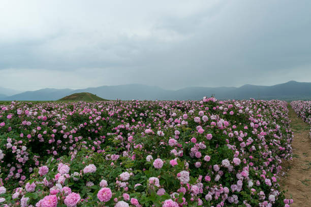 The rose fields in the Thracian Valley near Kazanlak The rose fields in the Thracian Valley near Kazanlak rose valley stock pictures, royalty-free photos & images