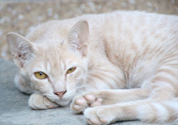 close up cue cat in country Thailand