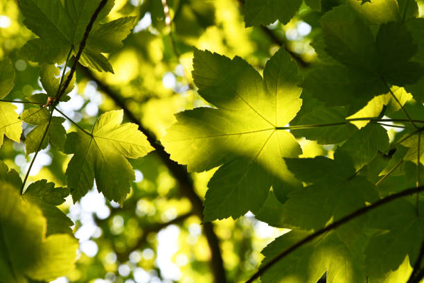 산 단풍나무의 햇빛 - maple green maple keys tree 뉴스 사진 이미지