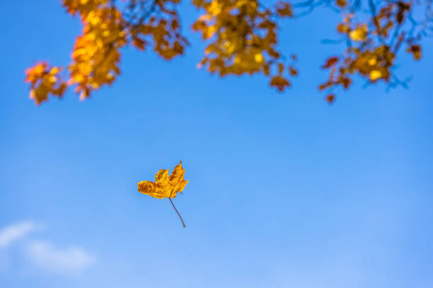 autumnal yellow maple leaf falling down on blue sky and blurred branches background - real life shot