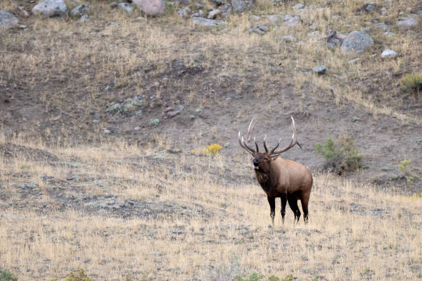 istock Enormous 7x7 bull elk bugling, rounding up elk cows 1347062635