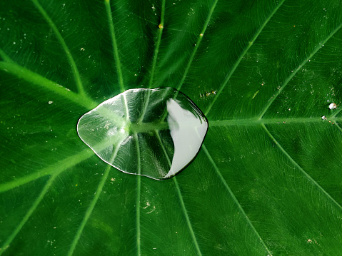 A close-up shot of water droplets on Colocasia leaves. Colocasia leaves are commonly known as Elephants Ears due to its shape.