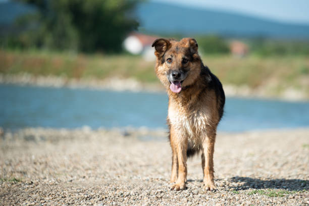 A dog from a dog shelter enjoys the sun  near the pond  during a regular walk and obedience training