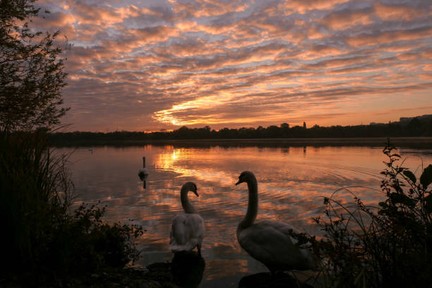 Two swans in the front of a lake at sunrise or sunset. Dramatic sky with symmetry of clouds in the water. stratus clouds stock pictures, royalty-free photos & images