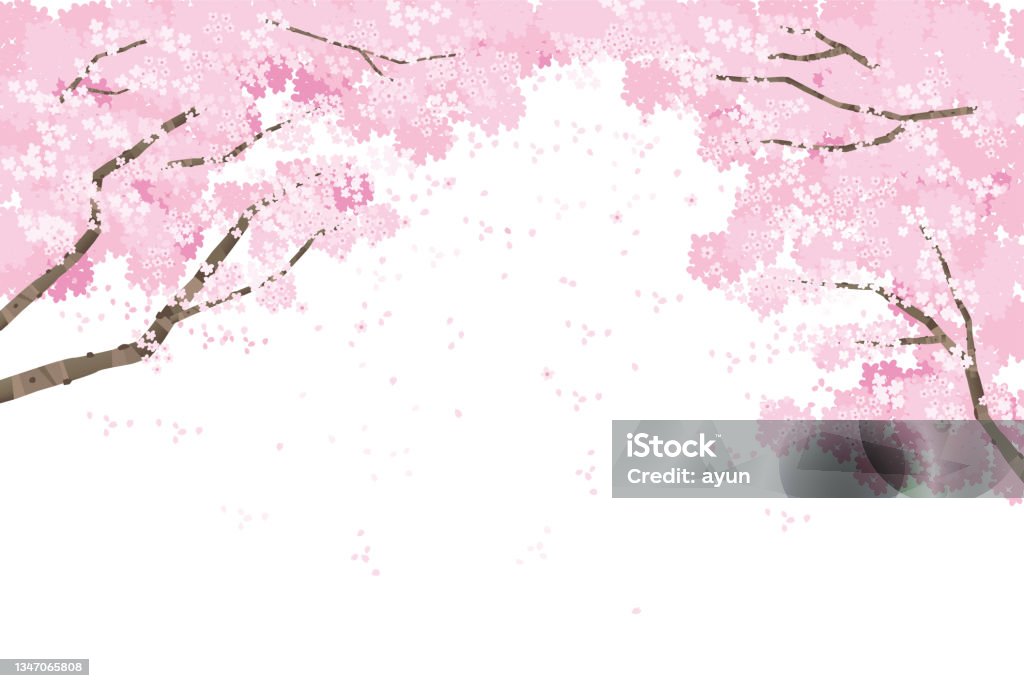 Cherry Tree Design Vector Cherry Tree Background Vector Illustration Stock Illustration ...
