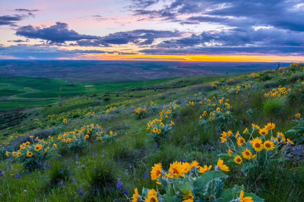 Wildflowers on Steptoe butte state park, spring, Eastern Washington