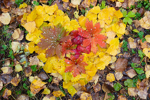 Colorful red and golden leaves in heart shape lies on land in autumn season. Heart of fallen autumn leaves with red berries are covered with white grains of hail. Top view