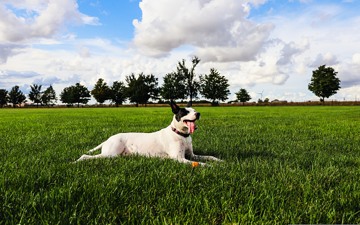 Puppy takes a break from playing ball underneath a gorgeous October sky from down on the farm in rural Illinois, USA.