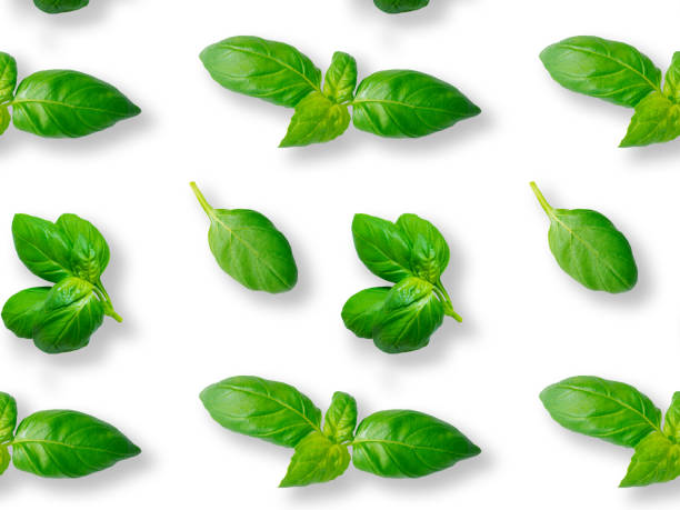 istock Seamless pattern of fresh green basil leaves isolated on white background. Top view. Flat lay 1347067684
