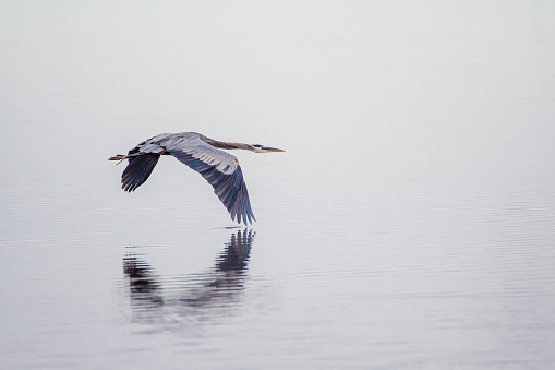 Great blue heron in flight over water