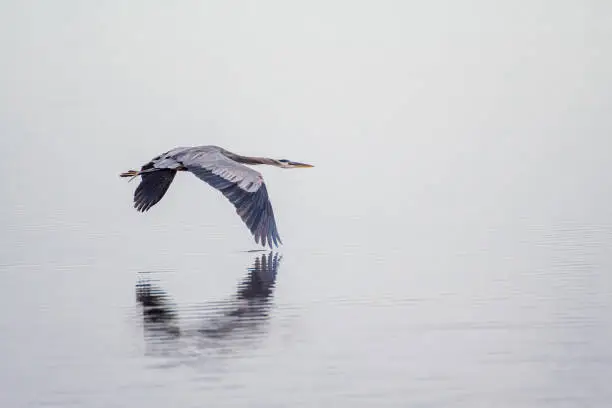 Photo of Great blue heron in flight over water
