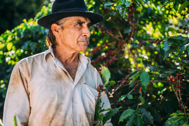 istock Latin man picking coffee beans on a sunny day. 1347068714