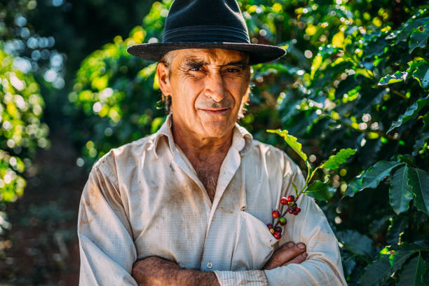 istock Latin man picking coffee beans on a sunny day. 1347068716
