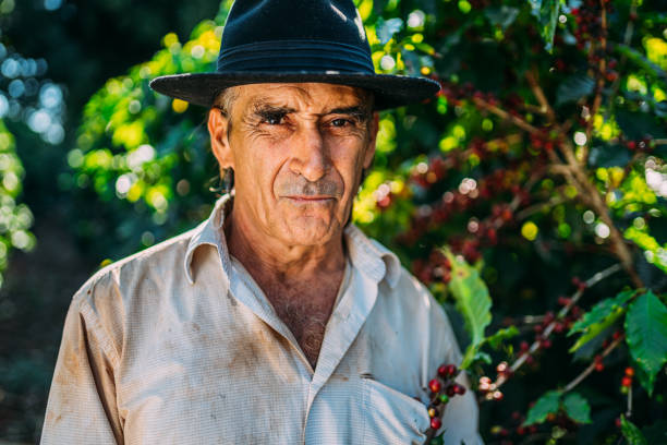 istock Latin man picking coffee beans on a sunny day. 1347068746